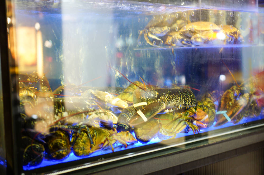台北高檔活海鮮火鍋店│大釧鍋物 法國藍龍蝦雙人套餐│新鮮到完全不需要醬料│捷運南京復興站 台北高檔活海鮮火鍋店│大釧鍋物 法國藍龍蝦雙人套餐│新鮮到完全不需要醬料│捷運南京復興站