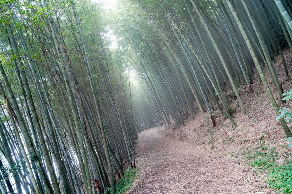 龍眼林茶工場│嘉義梅山龍眼村景點體驗│五星級冠軍茶品茗茶體驗、漫步台版的嵐山竹林秘境 龍眼林茶工場│嘉義梅山龍眼村景點體驗│五星級冠軍茶品茗茶體驗、漫步台版的嵐山竹林秘境