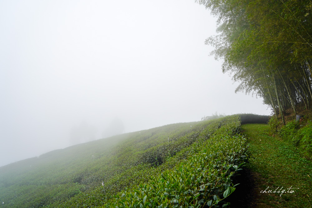龍眼林茶工場│嘉義梅山龍眼村景點體驗│五星級冠軍茶品茗茶體驗、漫步台版的嵐山竹林秘境 龍眼林茶工場│嘉義梅山龍眼村景點體驗│五星級冠軍茶品茗茶體驗、漫步台版的嵐山竹林秘境
