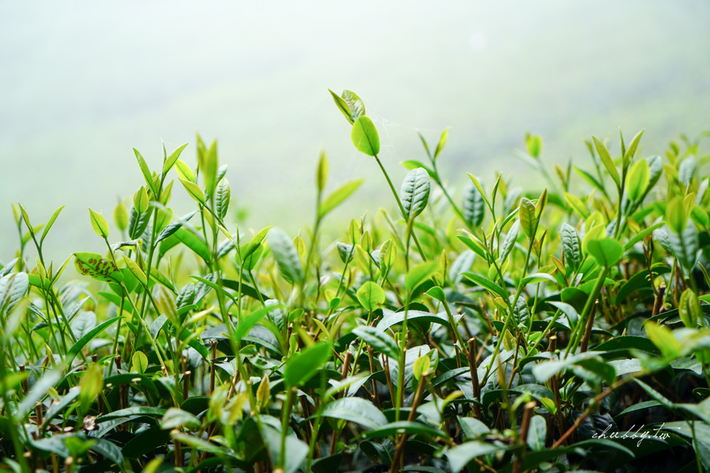 龍眼林茶工場│嘉義梅山龍眼村景點體驗│五星級冠軍茶品茗茶體驗、漫步台版的嵐山竹林秘境 龍眼林茶工場│嘉義梅山龍眼村景點體驗│五星級冠軍茶品茗茶體驗、漫步台版的嵐山竹林秘境