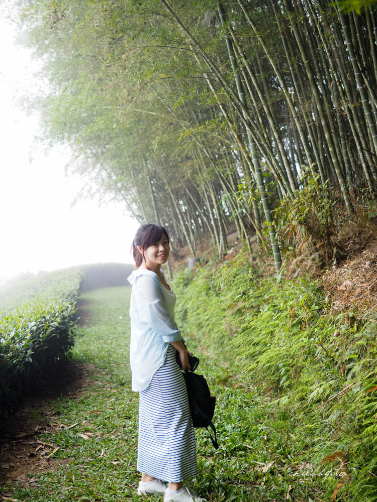 龍眼林茶工場│嘉義梅山龍眼村景點體驗│五星級冠軍茶品茗茶體驗、漫步台版的嵐山竹林秘境 龍眼林茶工場│嘉義梅山龍眼村景點體驗│五星級冠軍茶品茗茶體驗、漫步台版的嵐山竹林秘境