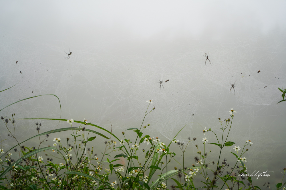 嘉義梅山景點推薦|瑞里綠色隧道茶席體驗|原始竹林裡的茶席饗宴 嘉義梅山景點推薦|瑞里綠色隧道茶席體驗|原始竹林裡的茶席饗宴