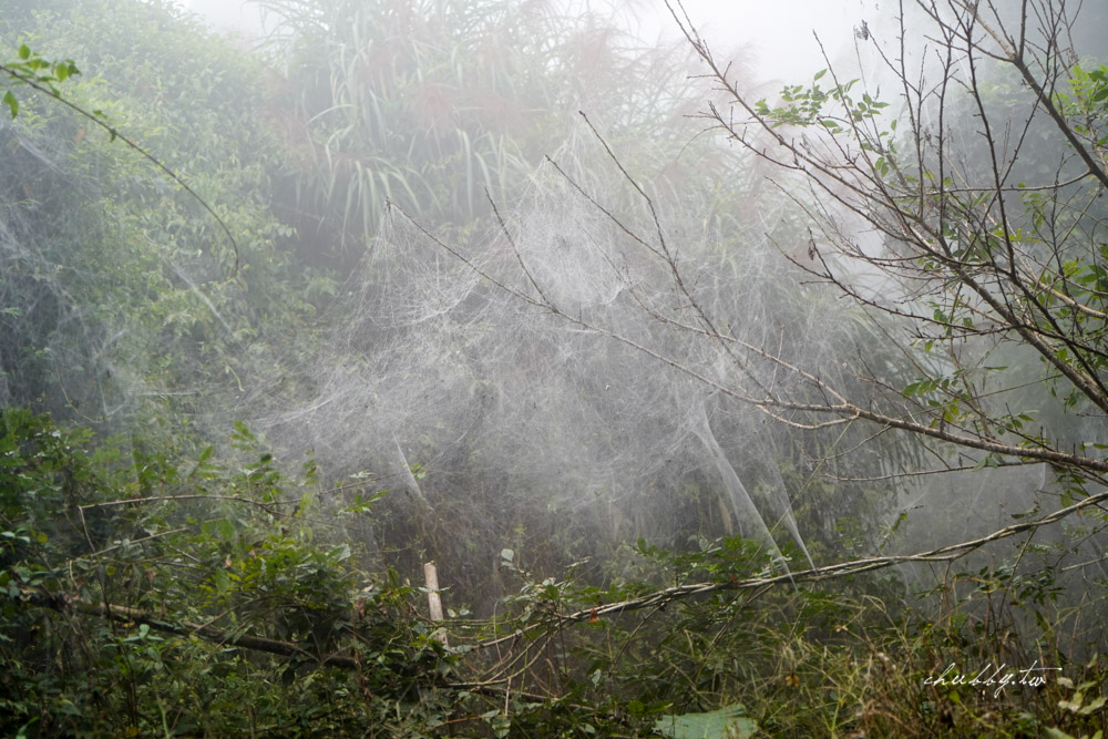 嘉義梅山景點推薦|瑞里綠色隧道茶席體驗|原始竹林裡的茶席饗宴 嘉義梅山景點推薦|瑞里綠色隧道茶席體驗|原始竹林裡的茶席饗宴