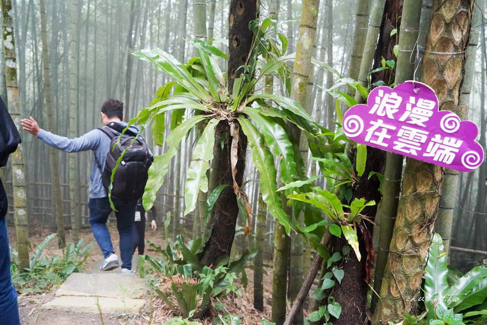 嘉義梅山景點推薦|瑞里綠色隧道茶席體驗|原始竹林裡的茶席饗宴 嘉義梅山景點推薦|瑞里綠色隧道茶席體驗|原始竹林裡的茶席饗宴