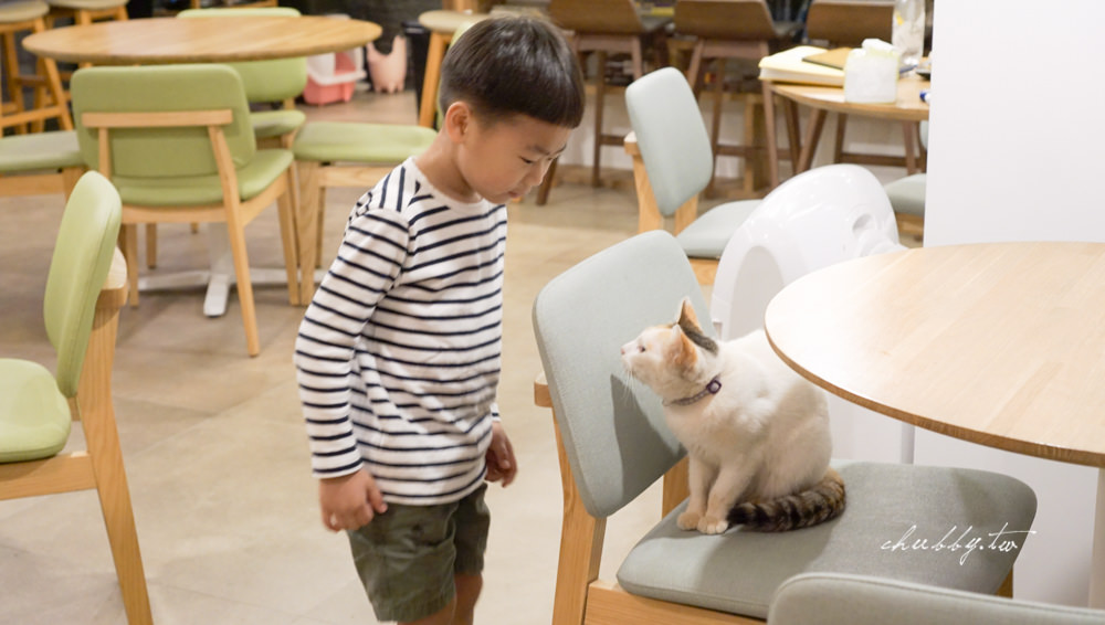 朵麗絲的家 DORIS HOME B&B│日月潭住宿推薦：友善寵物住宿的貓咪天地，親子住宿推薦！近水社碼頭