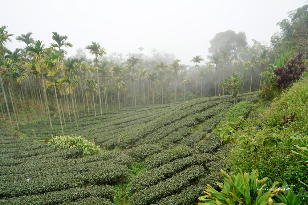 龍眼林茶工場│嘉義梅山龍眼村景點體驗│五星級冠軍茶品茗茶體驗、漫步台版的嵐山竹林秘境