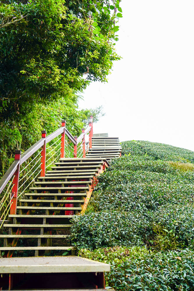 嘉義梅山景點｜二尖山步道、嘉義版抹茶山｜只要10分鐘，嘉南平原盡收眼底