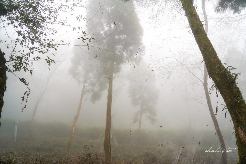 嘉義梅山景點推薦｜瑞里綠色隧道茶席體驗｜原始竹林裡的茶席饗宴