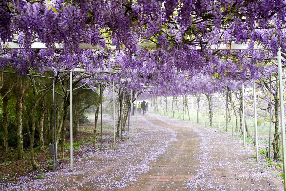 淡水夢幻紫藤花隧道3/15正式開跑！最新花況、拍攝攻略、捷運、公車、停車場資訊