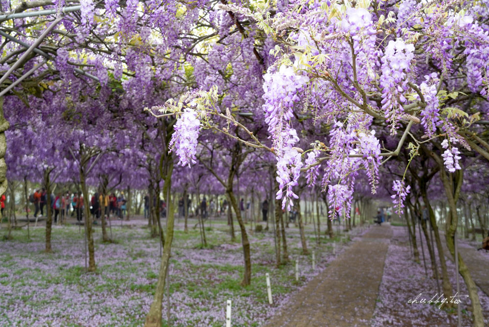 淡水夢幻紫藤花隧道3/15正式開跑！最新花況、拍攝攻略、捷運、公車、停車場資訊