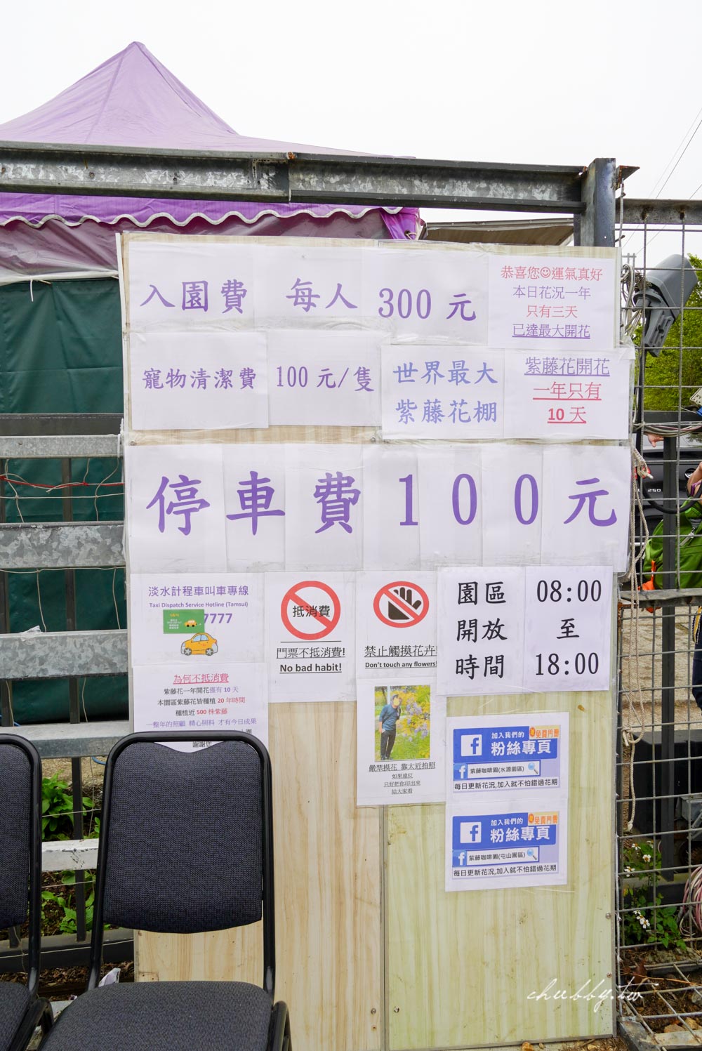 淡水夢幻紫藤花隧道3/15正式開跑！最新花況、拍攝攻略、捷運、公車、停車場資訊