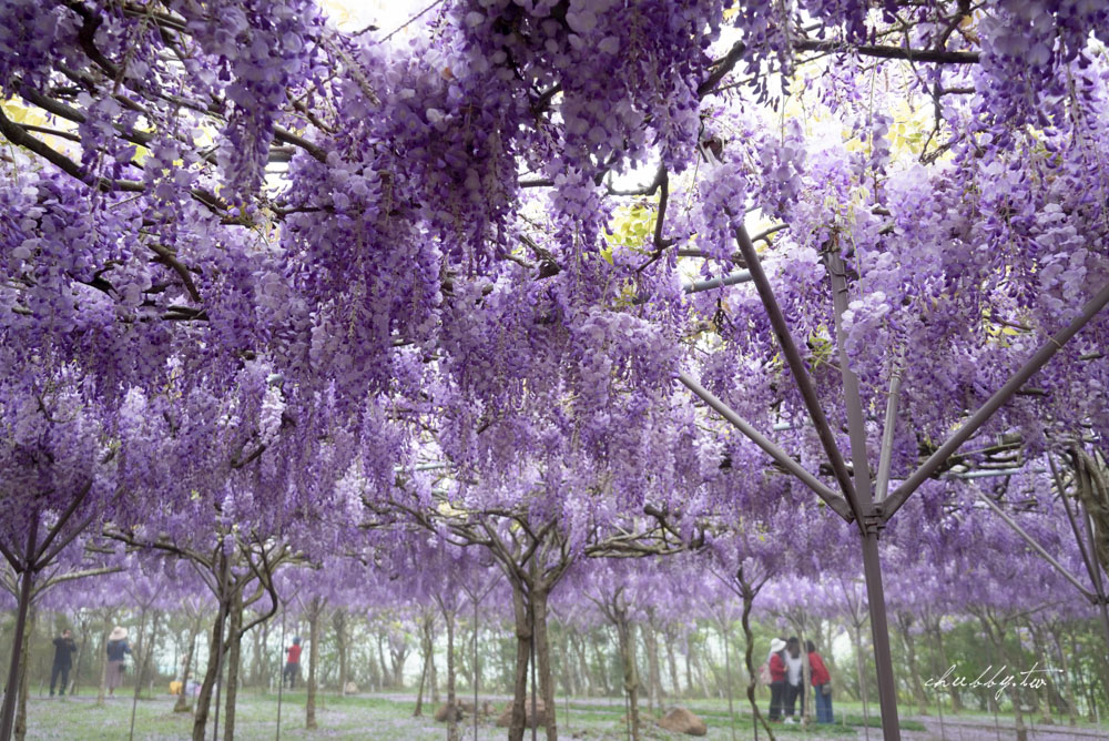 淡水夢幻紫藤花隧道3/15正式開跑！最新花況、拍攝攻略、捷運、公車、停車場資訊