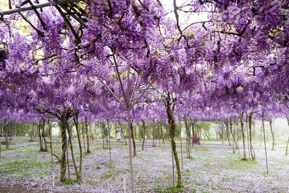 淡水夢幻紫藤花隧道3/15正式開跑！最新花況、拍攝攻略、捷運、公車、停車場資訊