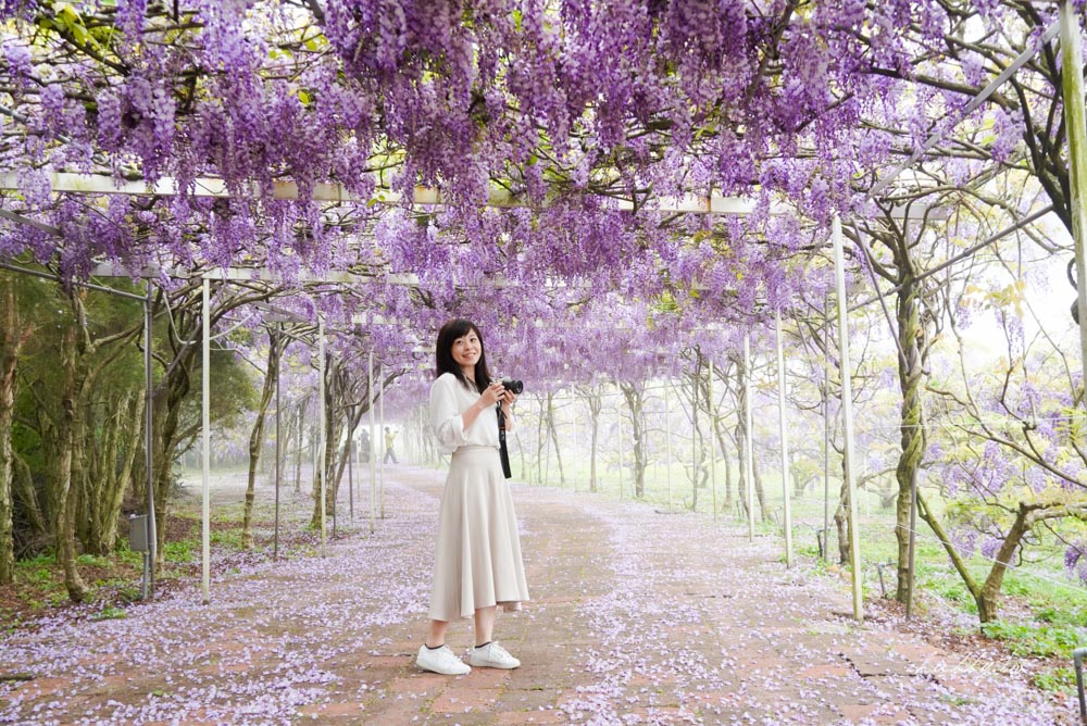 淡水夢幻紫藤花隧道3/15正式開跑！最新花況、拍攝攻略、捷運、公車、停車場資訊
