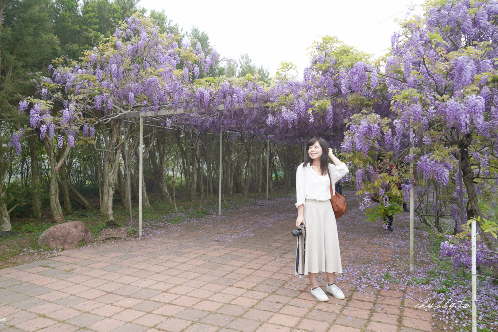 淡水夢幻紫藤花隧道3/15正式開跑！最新花況、拍攝攻略、捷運、公車、停車場資訊