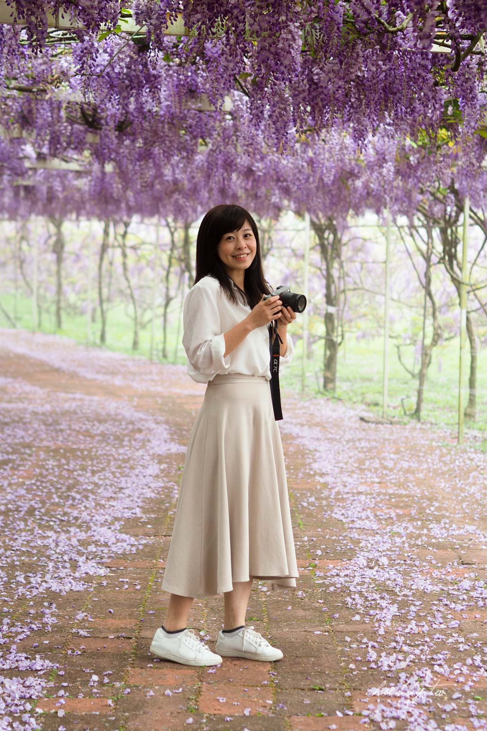 淡水夢幻紫藤花隧道3/15正式開跑！最新花況、拍攝攻略、捷運、公車、停車場資訊