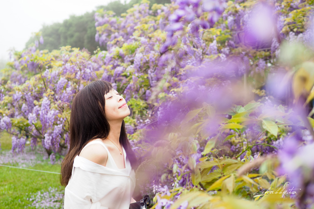 淡水夢幻紫藤花隧道3/15正式開跑！最新花況、拍攝攻略、捷運、公車、停車場資訊