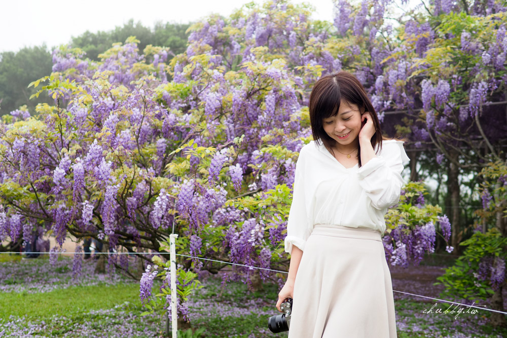 淡水夢幻紫藤花隧道3/15正式開跑！最新花況、拍攝攻略、捷運、公車、停車場資訊