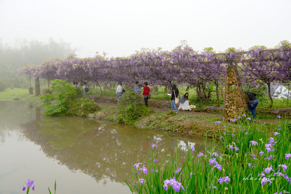淡水夢幻紫藤花隧道3/15正式開跑！最新花況、拍攝攻略、捷運、公車、停車場資訊