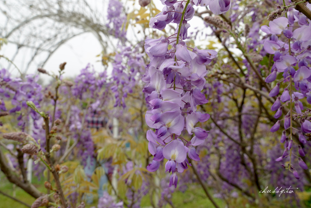 淡水夢幻紫藤花隧道3/15正式開跑！最新花況、拍攝攻略、捷運、公車、停車場資訊