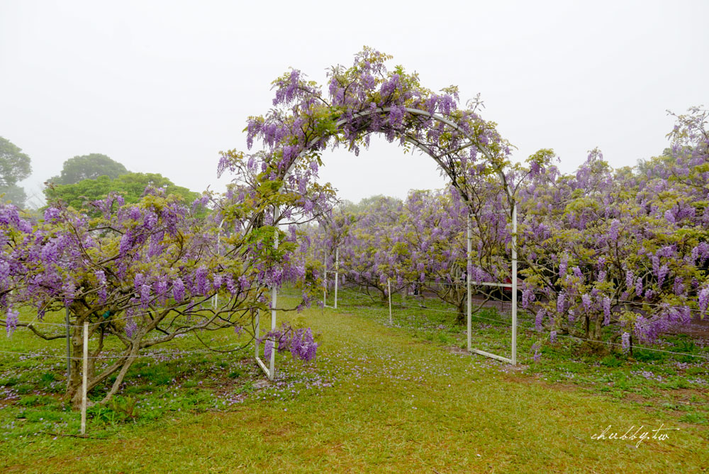 淡水夢幻紫藤花隧道3/15正式開跑！最新花況、拍攝攻略、捷運、公車、停車場資訊