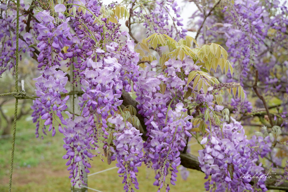 淡水夢幻紫藤花隧道3/15正式開跑！最新花況、拍攝攻略、捷運、公車、停車場資訊
