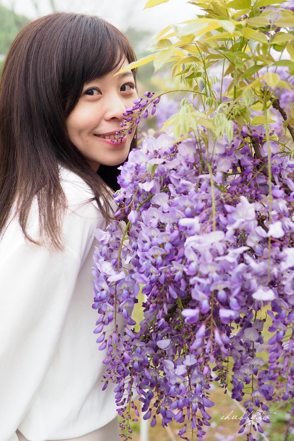 淡水夢幻紫藤花隧道3/15正式開跑！最新花況、拍攝攻略、捷運、公車、停車場資訊