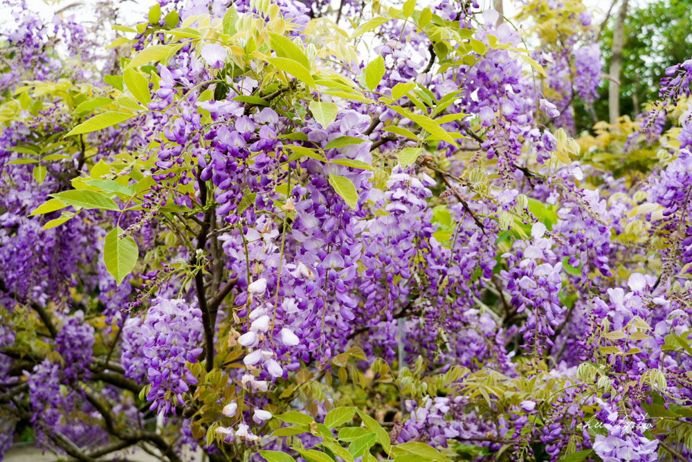 淡水夢幻紫藤花隧道3/15正式開跑！最新花況、拍攝攻略、捷運、公車、停車場資訊