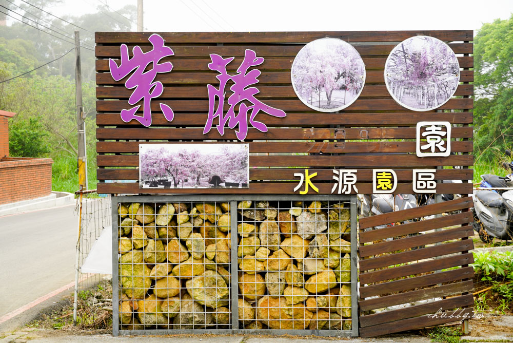淡水夢幻紫藤花隧道3/15正式開跑！最新花況、拍攝攻略、捷運、公車、停車場資訊