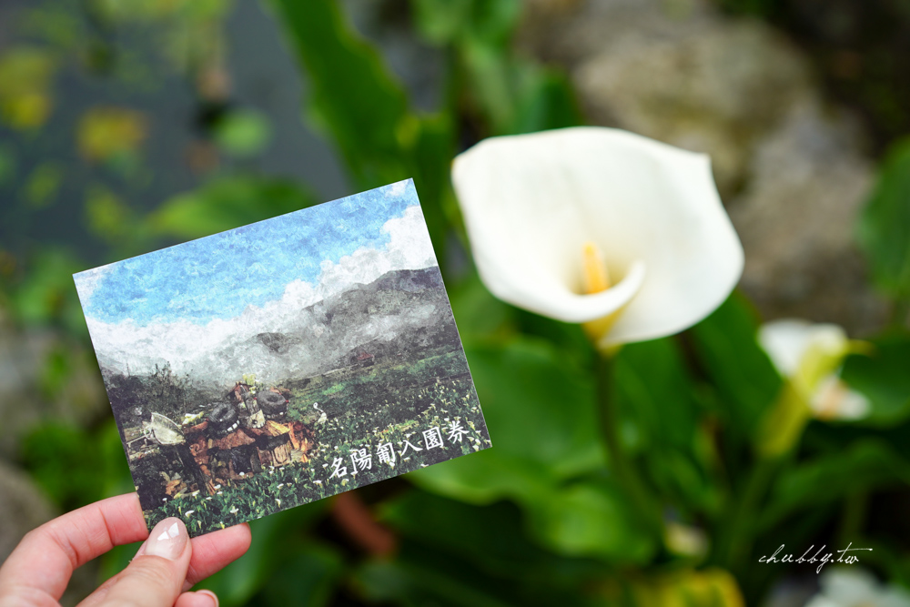 【名陽匍休閒農莊】台北陽明山海芋季最佳拍攝海芋景點！海芋田中的小木屋、在海芋田盪鞦韆(交通/票價/最美避開人潮的拍攝點教學)