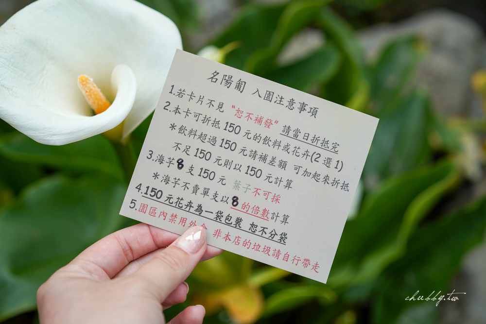 【名陽匍休閒農莊】台北陽明山海芋季最佳拍攝海芋景點！海芋田中的小木屋、在海芋田盪鞦韆(交通/票價/最美避開人潮的拍攝點教學)