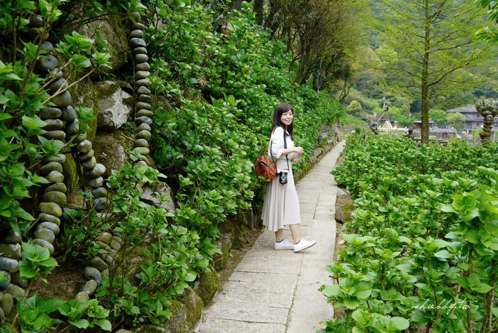 【名陽匍休閒農莊】台北陽明山海芋季最佳拍攝海芋景點！海芋田中的小木屋、在海芋田盪鞦韆(交通/票價/最美避開人潮的拍攝點教學)