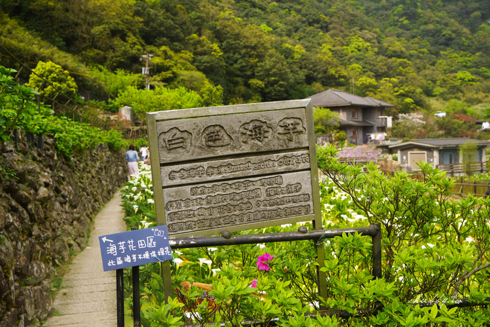 【名陽匍休閒農莊】台北陽明山海芋季最佳拍攝海芋景點！海芋田中的小木屋、在海芋田盪鞦韆(交通/票價/最美避開人潮的拍攝點教學)