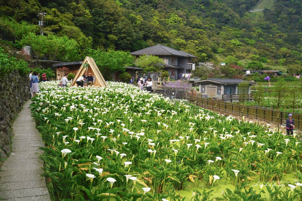【名陽匍休閒農莊】台北陽明山海芋季最佳拍攝海芋景點！海芋田中的小木屋、在海芋田盪鞦韆(交通/票價/最美避開人潮的拍攝點教學)