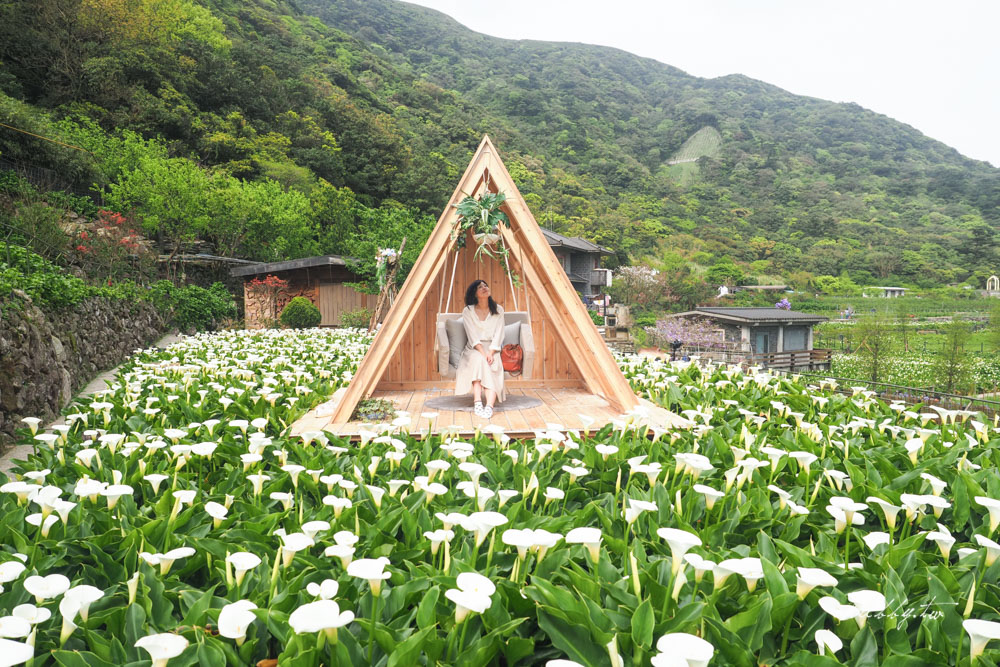 【名陽匍休閒農莊】台北陽明山海芋季最佳拍攝海芋景點！海芋田中的小木屋、在海芋田盪鞦韆(交通/票價/最美避開人潮的拍攝點教學)