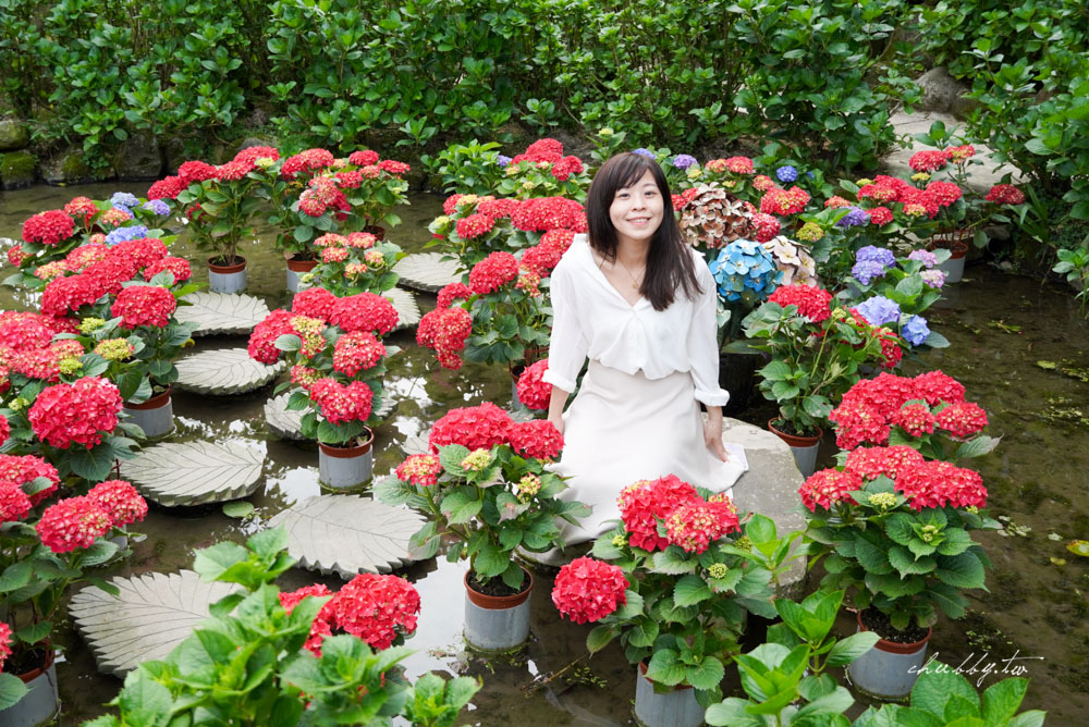 【名陽匍休閒農莊】台北陽明山海芋季最佳拍攝海芋景點！海芋田中的小木屋、在海芋田盪鞦韆(交通/票價/最美避開人潮的拍攝點教學)
