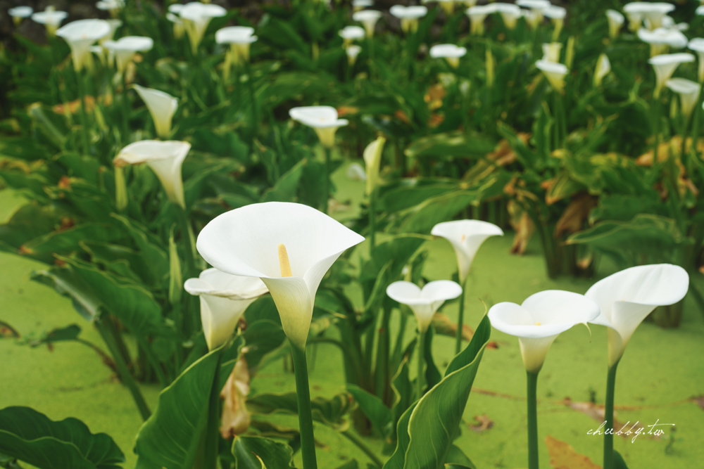 【名陽匍休閒農莊】台北陽明山海芋季最佳拍攝海芋景點！海芋田中的小木屋、在海芋田盪鞦韆(交通/票價/最美避開人潮的拍攝點教學)
