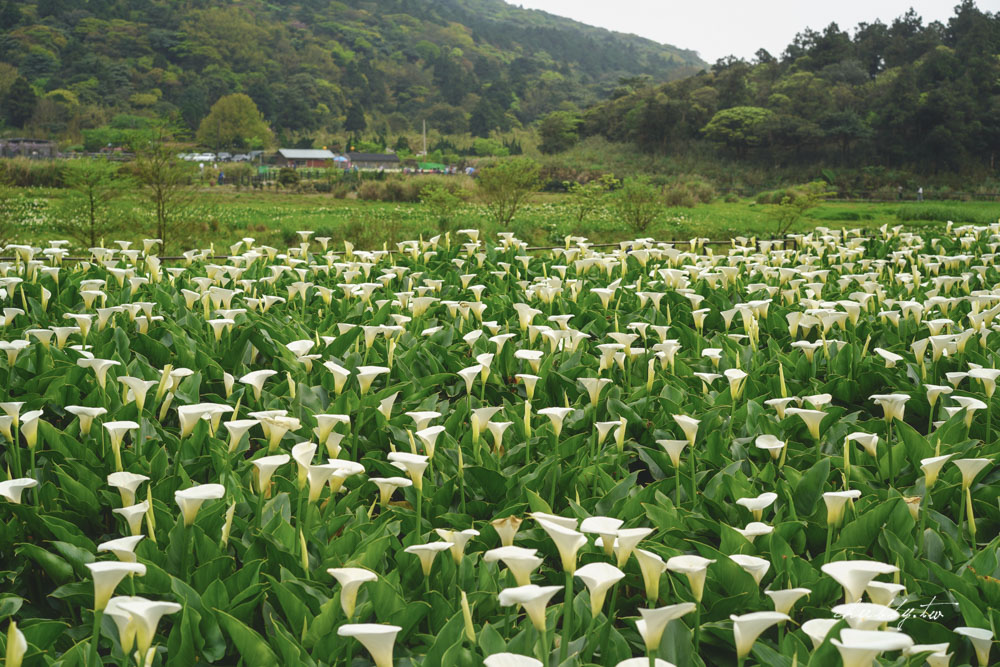 【名陽匍休閒農莊】台北陽明山海芋季最佳拍攝海芋景點！海芋田中的小木屋、在海芋田盪鞦韆(交通/票價/最美避開人潮的拍攝點教學)
