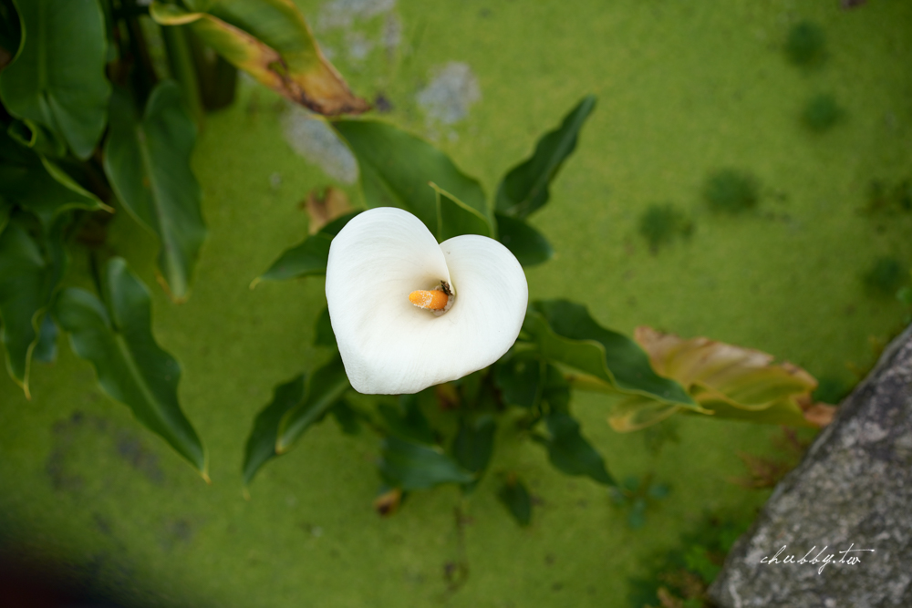 【名陽匍休閒農莊】台北陽明山海芋季最佳拍攝海芋景點！海芋田中的小木屋、在海芋田盪鞦韆(交通/票價/最美避開人潮的拍攝點教學)