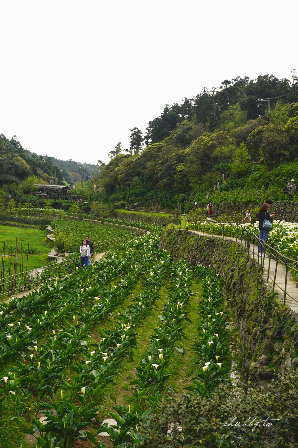 【名陽匍休閒農莊】台北陽明山海芋季最佳拍攝海芋景點！海芋田中的小木屋、在海芋田盪鞦韆(交通/票價/最美避開人潮的拍攝點教學)