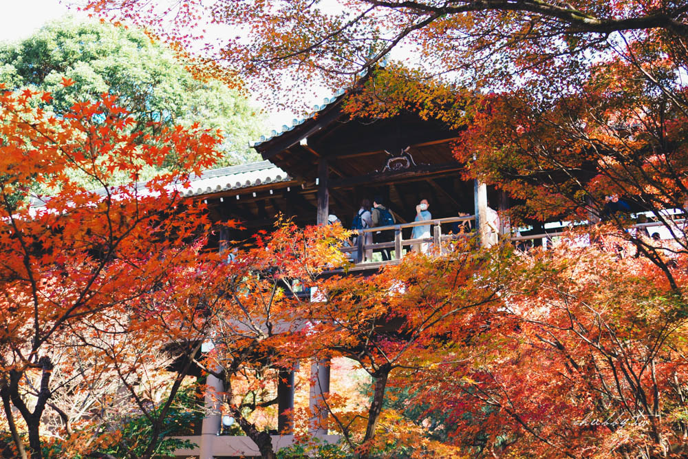 京阪神必買交通票券:關西周遊卡3日遊介紹,京都嵐山+奈良宇治+一乘寺一券走透透! 京阪神必買交通票券:關西周遊卡3日遊介紹,京都嵐山+奈良宇治+一乘寺一券走透透!